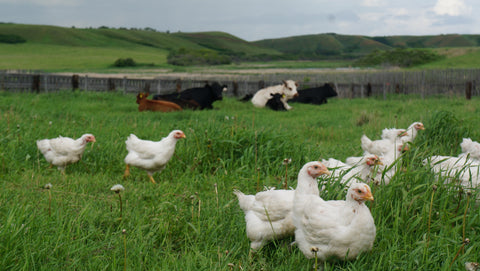 Pasture Raised - 10 Whole Chickens ($50 deposit)